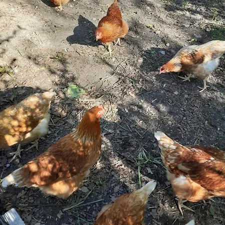 Brovst Bed And Breakfast *